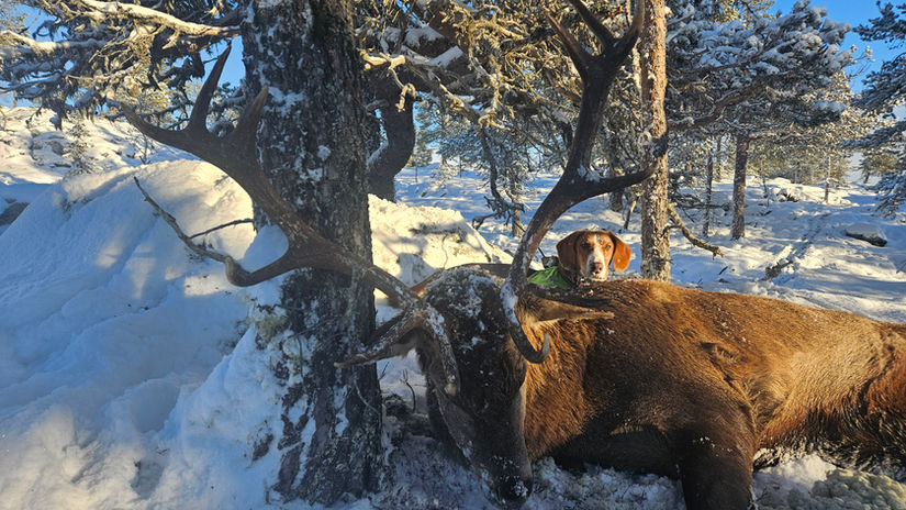 Vinterjakt på hjort med drever